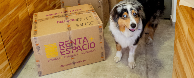 Como_hacer_una_mudanza_de_larga_distancia_con_mascotas