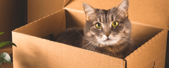 Mudanza-con-gatos-planificación-y-consejos Mudanza-con-gatos-planificación-y-consejos