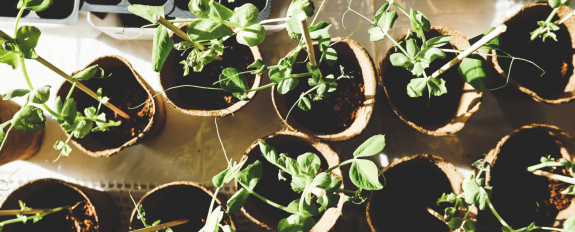 Cómo-trasladar-plantas-domésticas-el-día-de-tu-mudanza Cómo-trasladar-plantas-domésticas-el-día-de-tu-mudanza