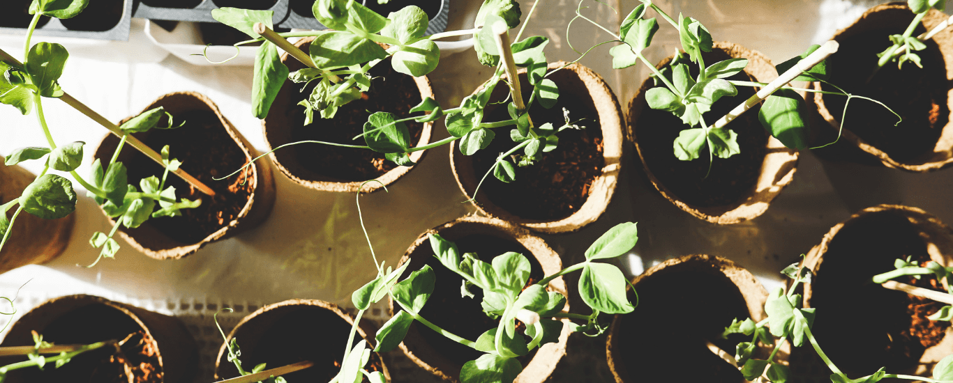 Cómo-trasladar-plantas-domésticas-el-día-de-tu-mudanza Cómo-trasladar-plantas-domésticas-el-día-de-tu-mudanza