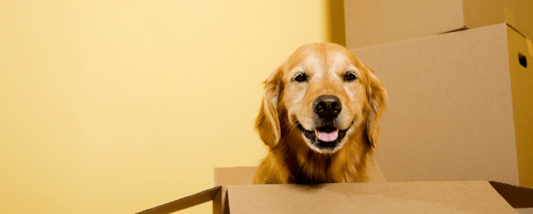 Reducir-el-estres-de-tu-perro-durante-una-mudanza