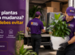 Transportar-plantas